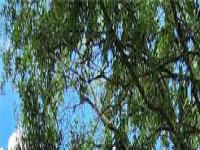 More Details about MLS # O6112973 : 1136 LAKE BALDWIN LANE